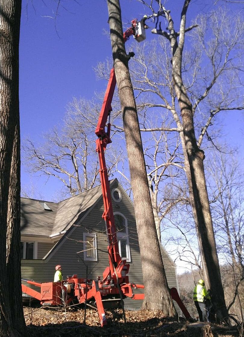 Men Trimming Tree